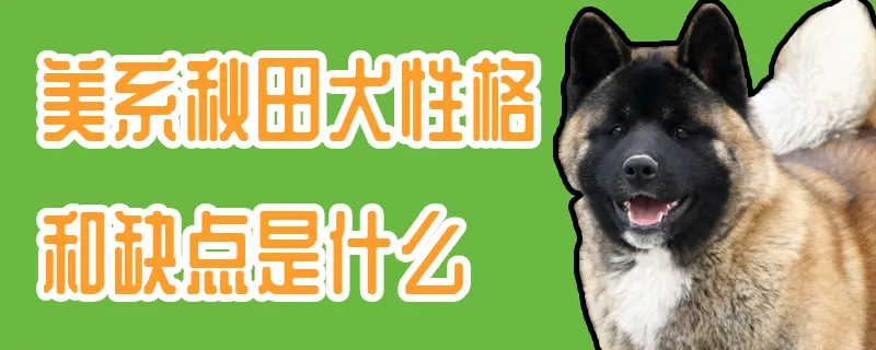 美系秋田犬性格和缺点是什么