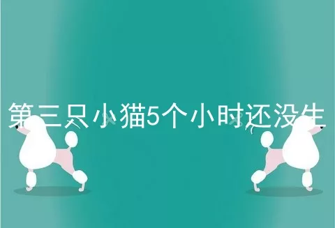 第三只小猫5个小时还没生