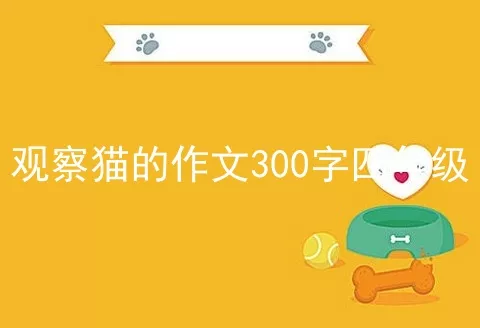 观察猫的作文300字四年级