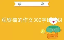 观察猫的作文300字四年级