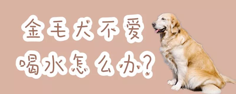 金毛犬不爱喝水怎么办