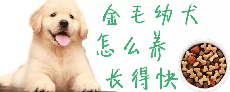 金毛幼犬怎么养长得快1