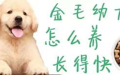 金毛幼犬怎么养长得快