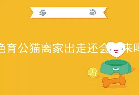 绝育公猫离家出走还会回来吗