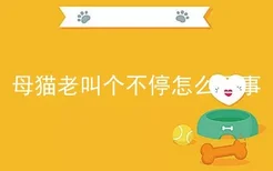 母猫老叫个不停怎么回事