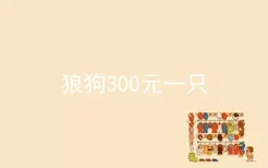 狼狗300元一只