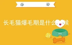 长毛猫爆毛期是什么时候