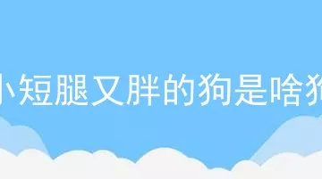 小短腿又胖的狗是啥狗