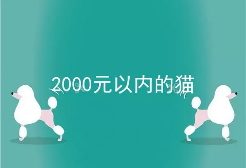 2000元以内的猫