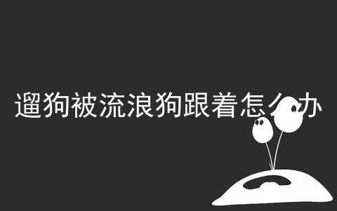 遛狗被流浪狗跟着怎么办