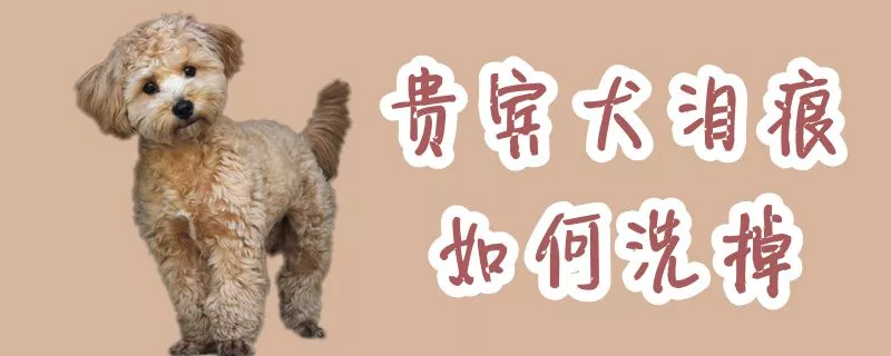 贵宾犬泪痕如何洗掉