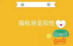 猫检测呈阳性