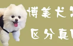 博美犬怎么区分真假