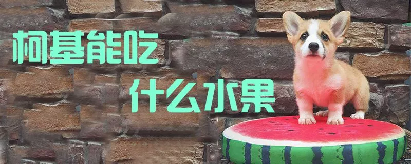 柯基能吃什么水果1