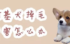 柯基犬掉毛厉害怎么办