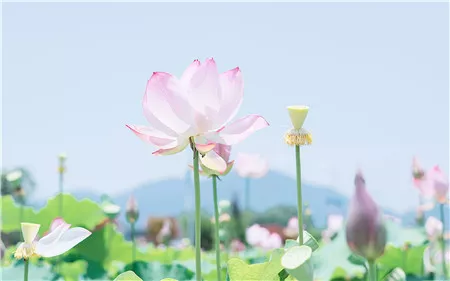 中国哪里的菊花最有名