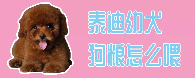 泰迪幼犬狗粮怎么喂