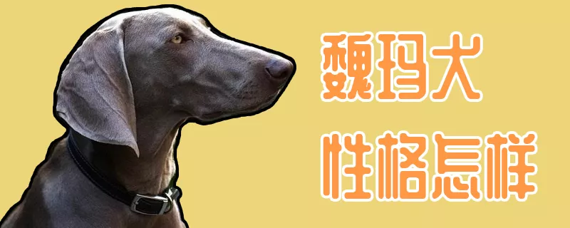 魏玛犬性格怎样