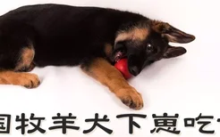 德国牧羊犬下崽吃什么