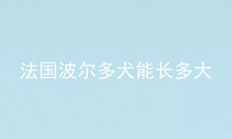 法国波尔多犬能长多大