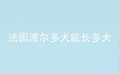 法国波尔多犬能长多大