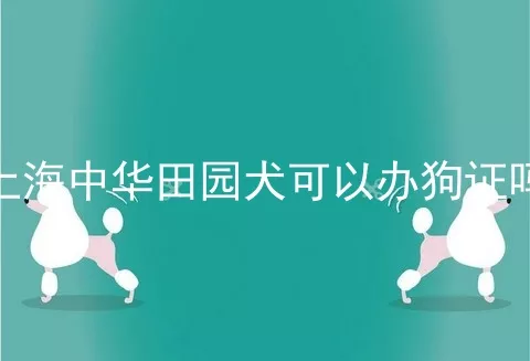 上海中华田园犬可以办狗证吗