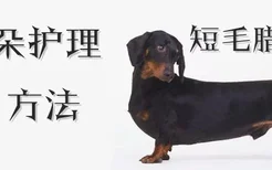 短毛腊肠犬耳朵护理方法