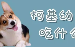 柯基幼犬吃什么