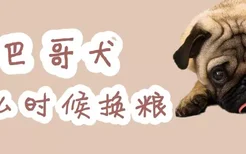 巴哥犬什么时候换粮