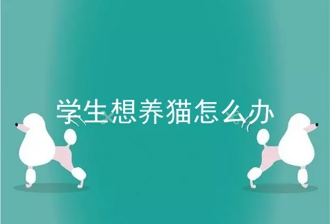 学生想养猫怎么办