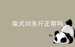 柴犬30多斤正常吗