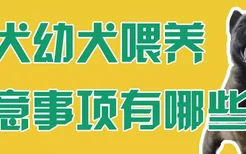 马犬幼犬喂养注意事项有哪些