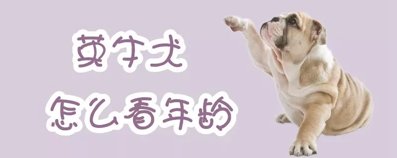 英牛犬怎么看年龄