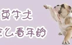 英牛犬怎么看年龄