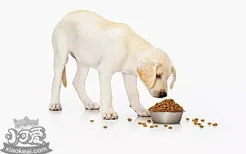 狗狗喂食需要定时定量吗 定时定量喂食有好处