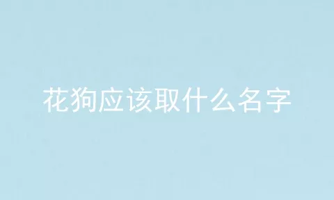 花狗应该取什么名字