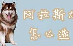 阿拉斯加犬怎么选