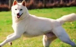 怎么训练狗狗跳起来接东西 与狗狗互动的好方式