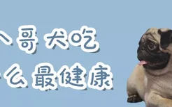 八哥犬吃什么最健康