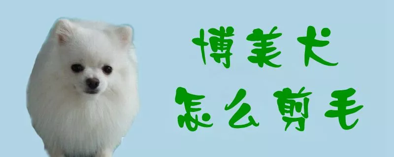 博美犬怎么剪毛1