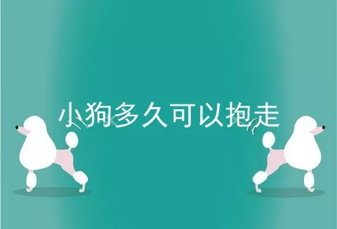 小狗多久可以抱走