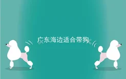 广东海边适合带狗