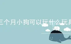 三个月小狗可以玩什么玩具