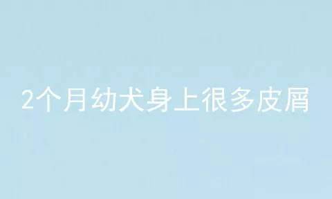 2个月幼犬身上很多皮屑