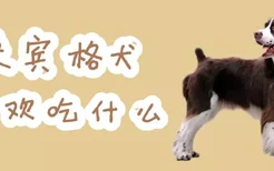 史宾格犬喜欢吃什么