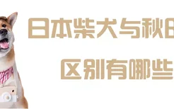 日本柴犬与秋田犬区别有哪些