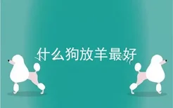 什么狗放羊最好