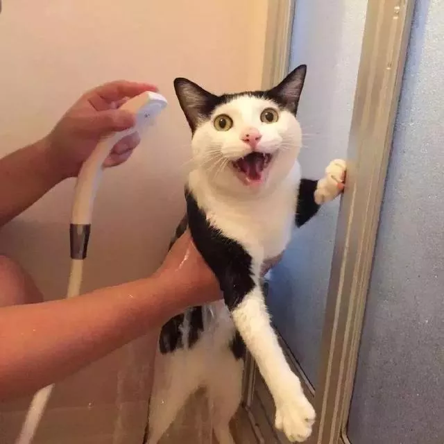 给猫猫洗澡注意什么(给猫洗澡要注意事项)