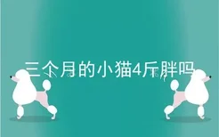 三个月的小猫4斤胖吗