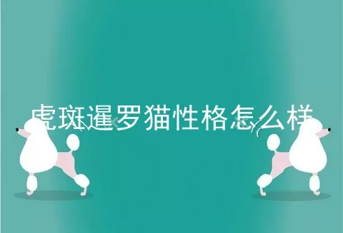 虎斑暹罗猫性格怎么样